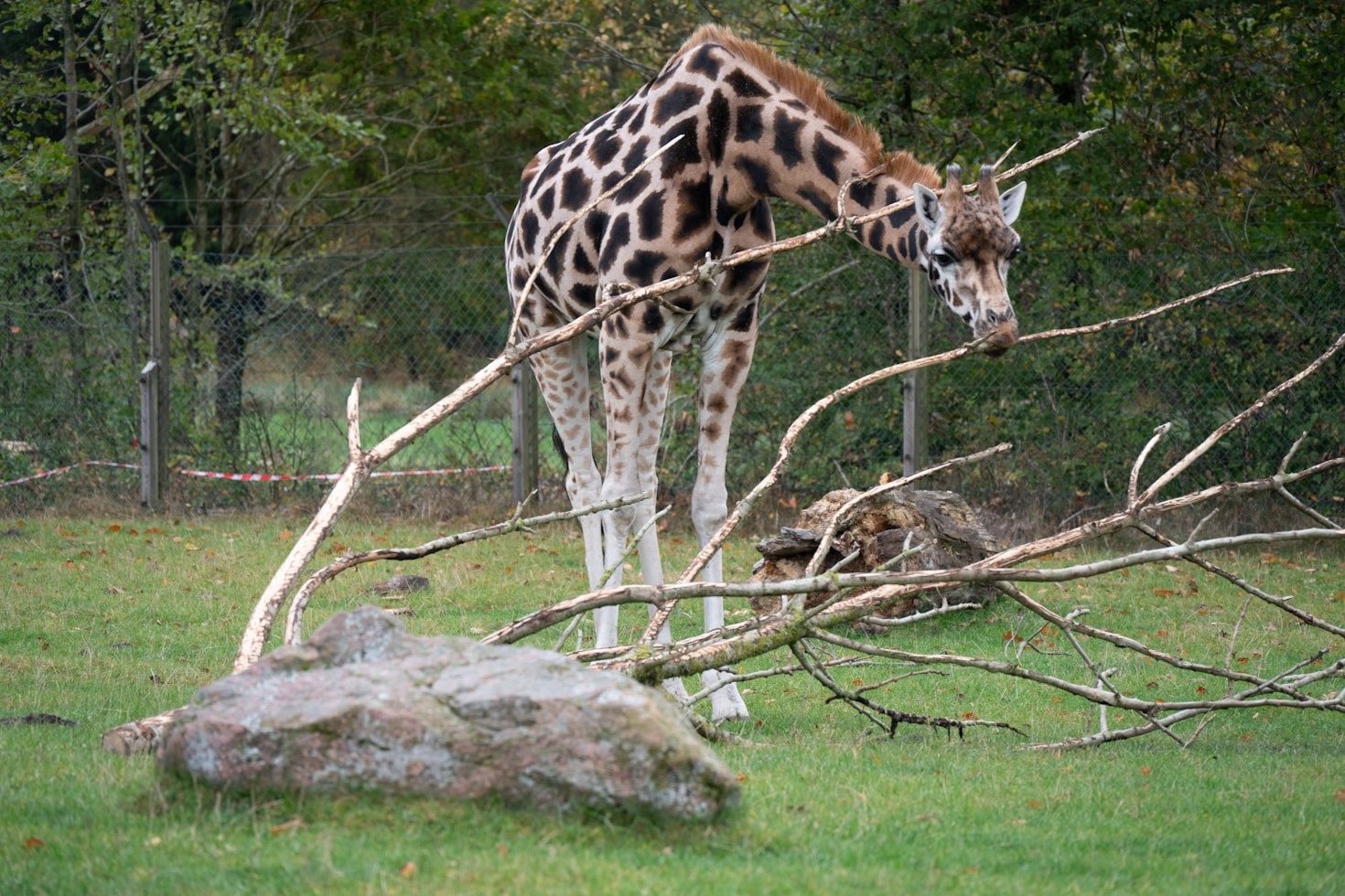 Een blik achter de schermen van Dierenpark Ruinen